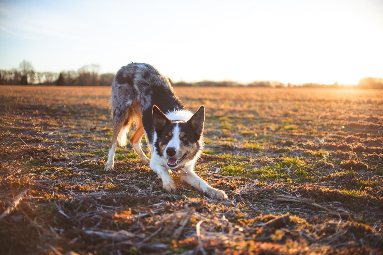 Border collie.